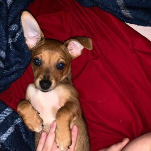 Meet your Posher, Cassidy